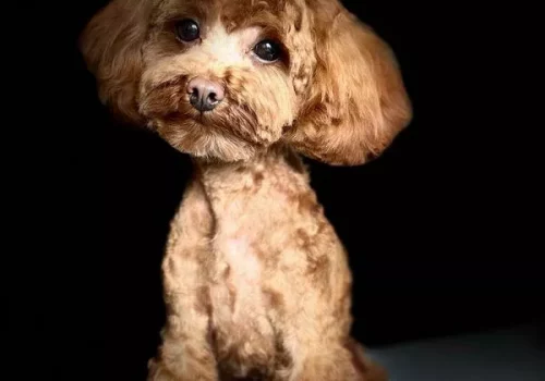 mobiler-hunde-grooming-service-münchen-05